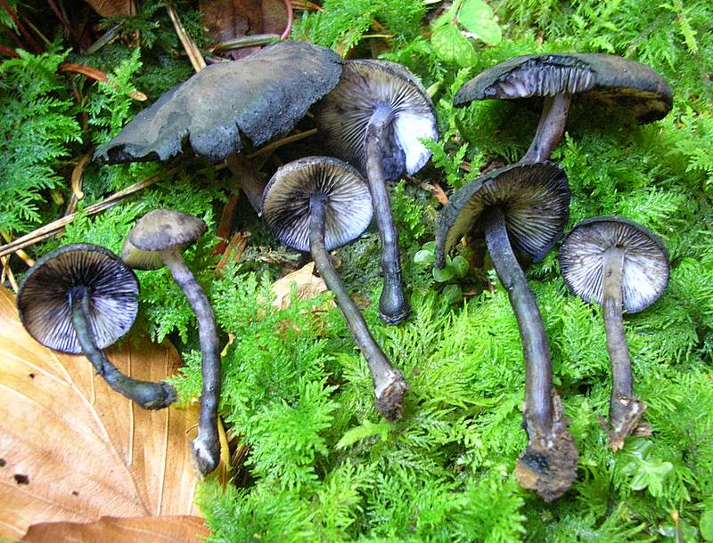 La Flora fungina negli aspetti microclimatici subtropicali